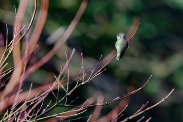 Close up of hummingbird resting on bare winter tree branch in warm sunshine with green foliage in the background.