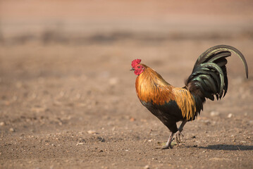 Rooster is finding food on the floor.Selective focus.