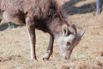 オオツノヒツジ