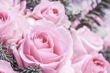 Pink roses with fir branches. Macro flowers background for holiday design