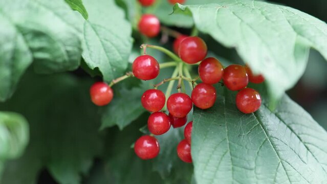 guilder rose red ripe cranberry berries of viburnum oculus caprifoliaceae 
