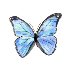 Obraz na płótnie Canvas Beautiful watercolor blue butterfly. Illustration isolated on white.