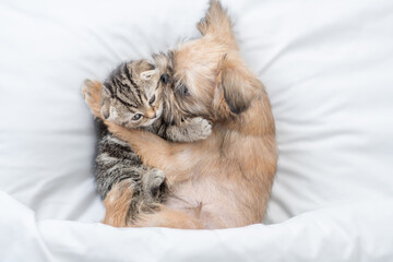 Friendly Brussels Griffon puppy licks and hugs tiny gentle kitten under white warm blanket on a bed at home. Top down view