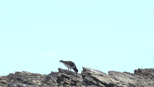 Pied Oystercatcher water bird against blue sky searching food