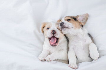 Two playful beagle puppies play under warm blanket on the bed at home. Top down view