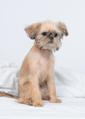 Brussels Griffon puppy sitting under white warm blanket on a bed at home