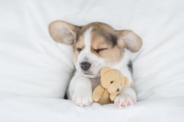 Funny Beagle puppy sleeps under warm blanket on a bed at home and hugs favorite toy bear. Top down view