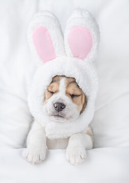 Beagle puppy wearing easter rabbits ears sleeps on a bed under warm white blanket at home