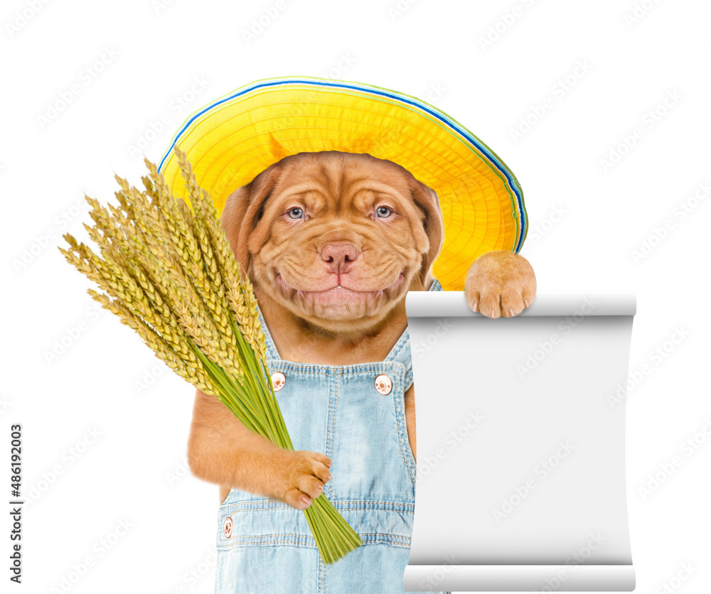 Poster Smiling puppy farmer holding a bunch of wheat and showing empty list. Isolated on white background