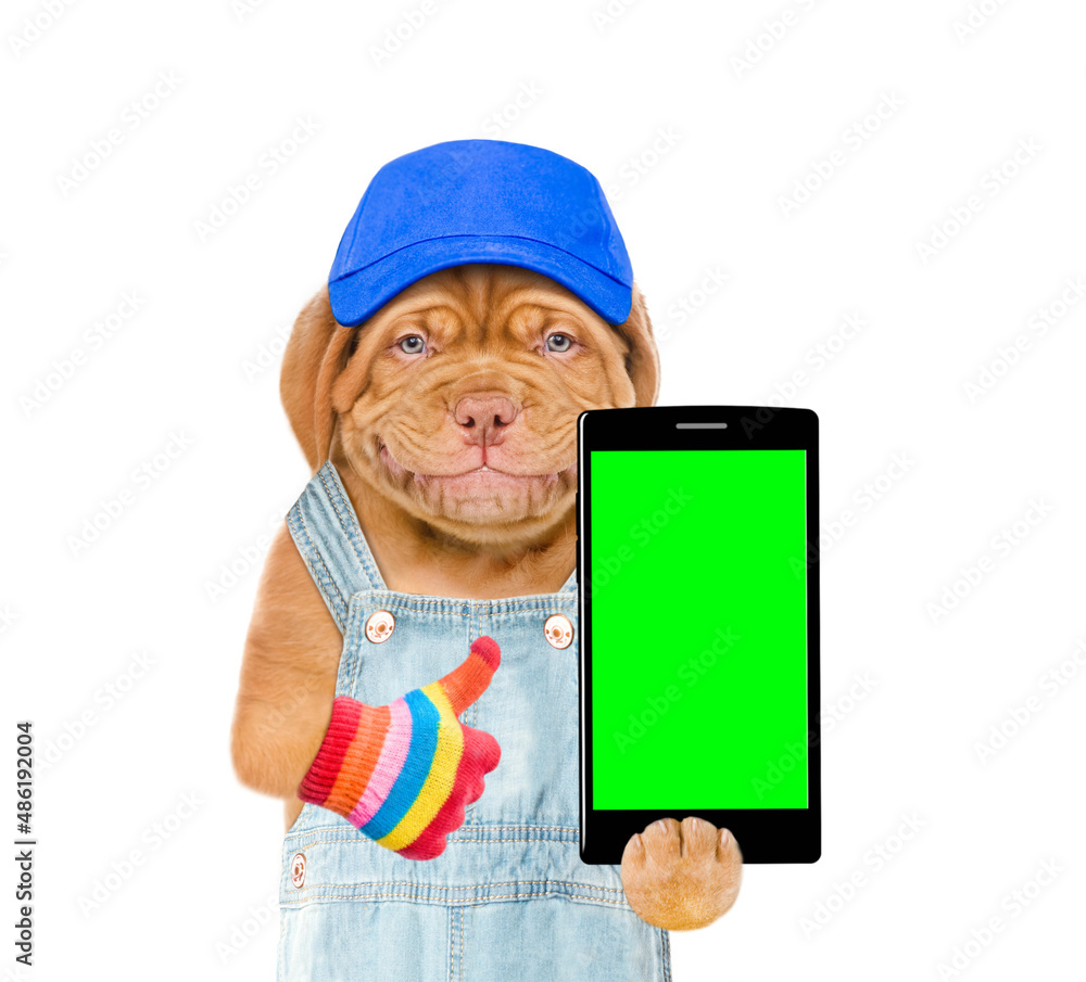 Poster happy puppy wearing blue cap holds smartphone with empty green screen and shows thumbs up gesture. i