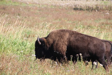 Side Of The Bison, Elk Island National Park, Alberta