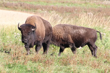 Fototapeta premium Mejestic Bison, Elk Island National Park, Alberta