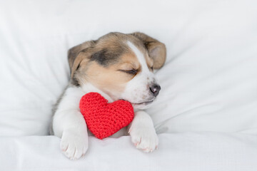 Beagle puppy sleeps on a bed at home with red heart. Top down view