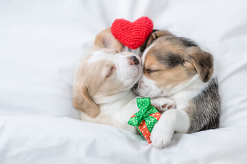 Two cute Beagle puppies sleep together with red heart and gift box  under a white blanket on a bed at home. Top down view