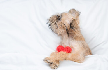 Cozy Brussels Griffon puppy lying on a bed at home and holding red heart. Top down view. Empty space for text