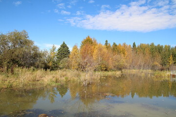 Fototapeta na wymiar autumn trees reflected in water, Elk Island National Park, Alberta