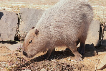 カピバラ
