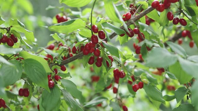 dogwood cornelian cherry tree red ripe fruits berries of corpus mas dogberry plant