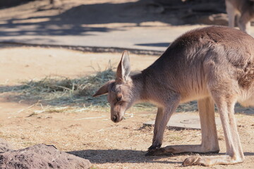 カンガルー