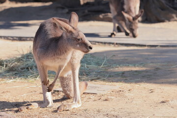 カンガルー