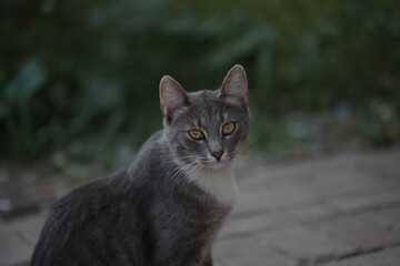 Fototapeta premium a gray stray cat is watching the street under the sunlight. abandoned homeless cat. pet on the street