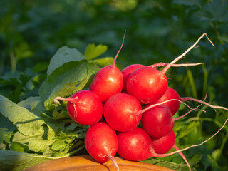 Growing organic vegetables. Close-up of a bunch of freshly picked radishes against a background of greenery in the garden. Healthy food using natural products from an organic farm. Red radish fruits