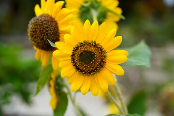 Fototapeta premium Close up The Sunflower with blur background.