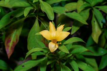 Close up yellow Porcupine flower with leaf.