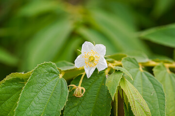 Calabura, Jam tree, Jamaican cherry, Malayan Cherry, West Indian Cherry
