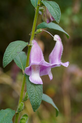 Close up Sesame flower on tree with blur background in the farm.