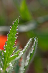 Dew drops on carved green poppy leaves