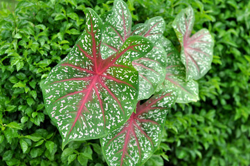 Nature caladium bicolor in forest