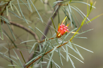Mountain Devil (Lambertia Formosa) growing on the west rim walking track, Fitzroy Falls, NSW Australia