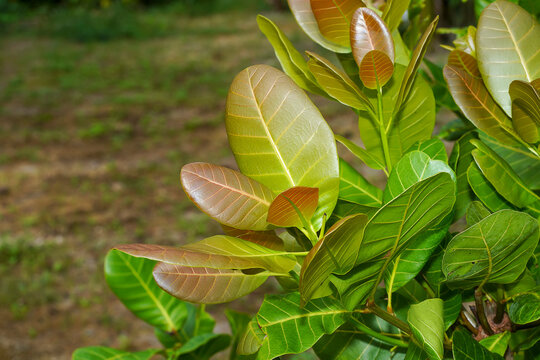 Close-up photo of young leaves of a cashew tree