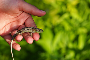 A small green lizard sits on a girl's arm and looks into the camera on a bright green background with a place to insert