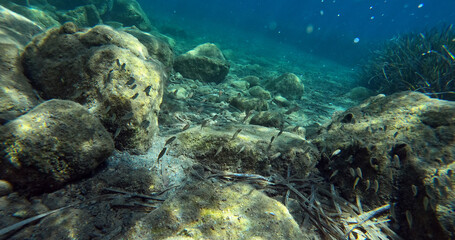 Fototapeta na wymiar Underwater world of Mediterranean Sea. Near Marmaris, Turkey