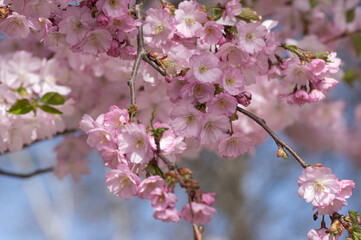 Prunus sargentii accolade sargent cherry flowering tree branches, beauty groups light pink petal flowers in bloom and buds