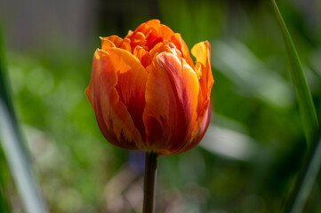 Bright red yellow color peony tulips Monte Orange, springtime flowering plants in the ornamental garden in sunlight