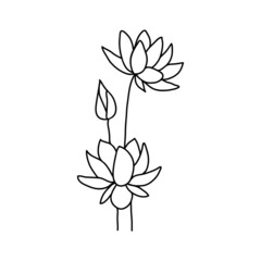 Vector lotus flower in doodle style. Drawn with an outline on a white background