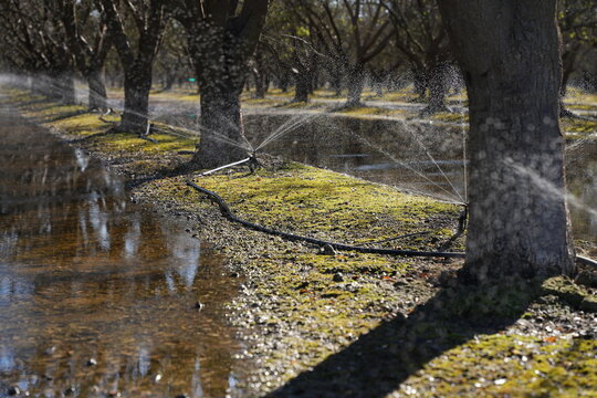 Flood and Fan Jet Irrigation System in Almond Orchard 