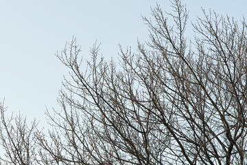 Fototapeta na wymiar 冬の木と空