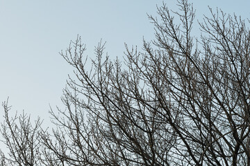冬の木と空