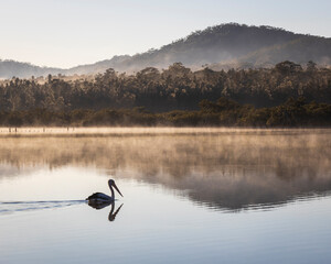 pelican in water near mountain reflection with fog and mist
