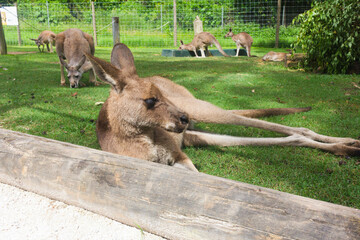 Kangaroo laying down on the sand