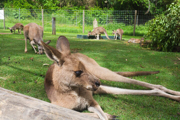Kangaroo laying down on the sand
