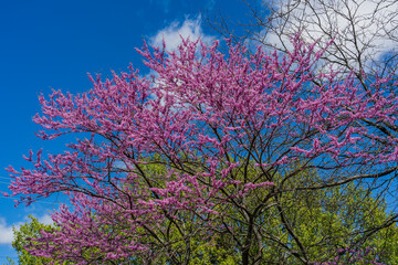 Fototapeta na wymiar Judas tree without leaves with pink flowers in the park against a blue sky with clouds in May. Portsmouth, New Hampshire
