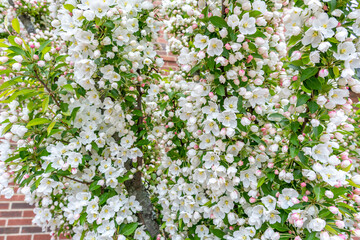 A young apple tree strewn with white and pink flowers against the wall of an old building in New England in the spring. Portsmouth, New Hampshire, USA