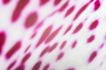 Bright white dotted pattern. Abstract shapes, artistic design, Phalaenopsis flower petal blurry closeup. No selective focus, defocused background.