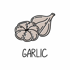 Garlic, drawn element in doodle style. Logo and emblem packaging design template - herbs and spices - garlic head. Logo in a trendy linear style.