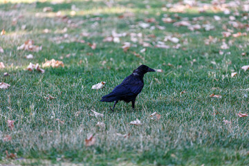Crow on grass field in park